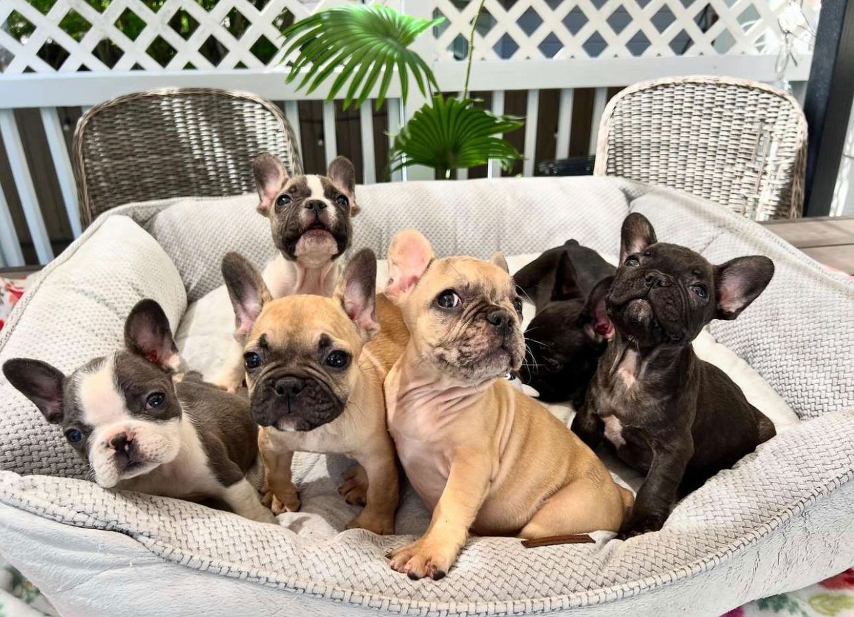 Group of small puppies sitting together in a soft pet bed on an outdoor patio, warm and cute mood, beige and grey tones